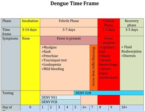 Three Distinct Phases Of Dengue Infection Have Been Described Download Scientific Diagram