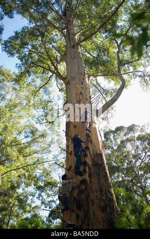 Der Gloucester Tree In Pemberton S Dwesten Westaustralien Welten Der