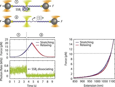 Figures And Data In Structural Dynamics Of E Coli Single Stranded Dna