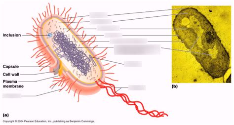 Chapter 4 Microbiology Diagram Quizlet