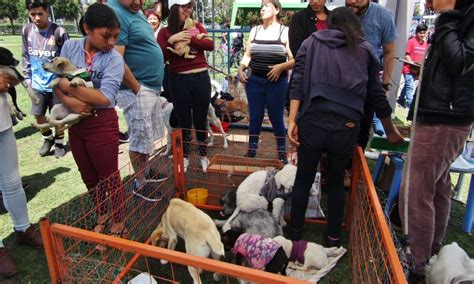 Nueva Feria De Adopci N De Mascotas Se Realiz En La Naciones Unidas