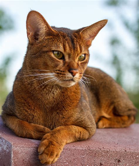 Abyssinian Cat Breed: Characteristics, Temperament, Cat Care