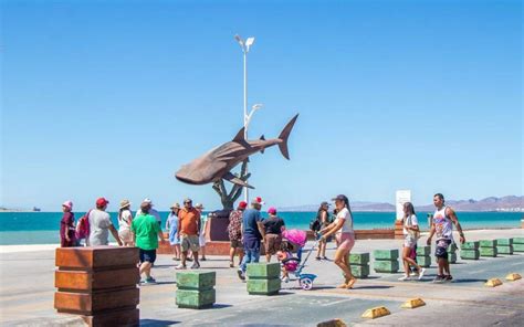 Esto cuesta nadar con el tiburón ballena El Sudcaliforniano