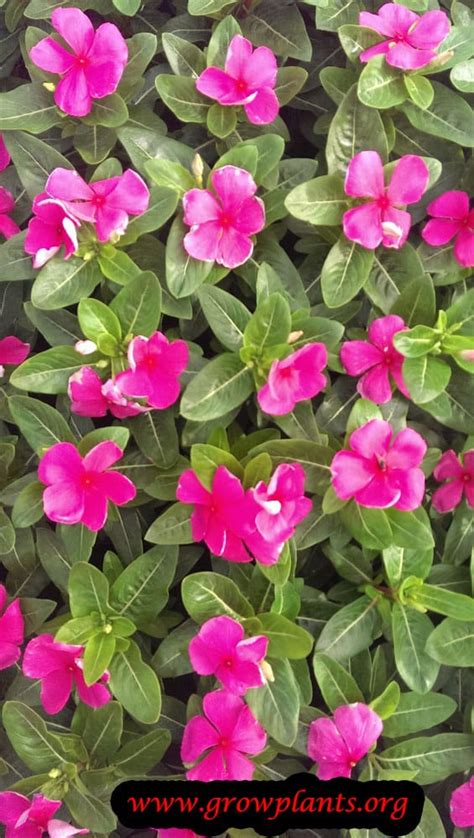 Catharanthus roseus - How to grow & care