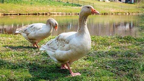 American Buff Geese Docile Dual Purpose Youtube