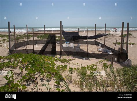 Protected Sea Turtle Nests On South Padre Island Texas Stock Photo Alamy
