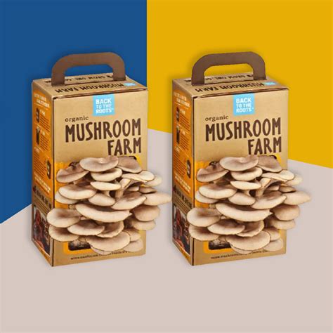 Custom Mushroom Boxes Packaging Packaging Xpert