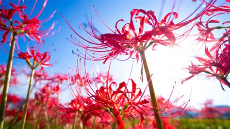 Red Spider Lily Everything You Should Know Before Planting