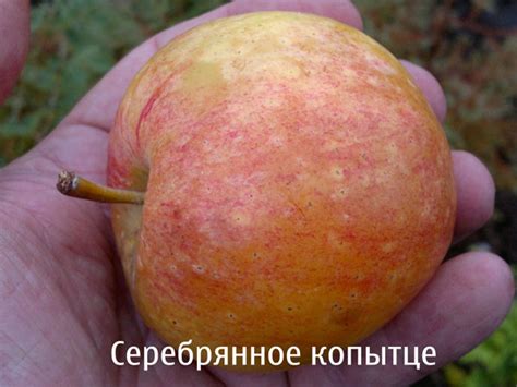 Описание сорта яблон Серебряное копытце: фото, отзывы и посадка