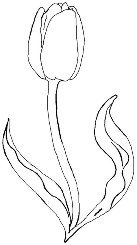 Desenhos De Tulipas Para Imprimir E Colorir Flores Para Colorir