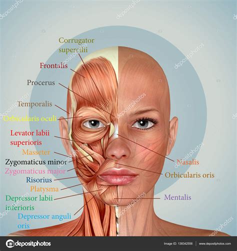 Músculos Do Rosto Humano