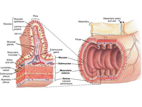 Duodenal Anatomy - Anatomy Book