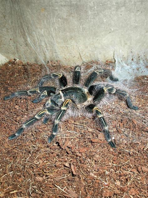 Buy Grammostola Pulchripes Chaco Golden Knee Tarantula — Juices