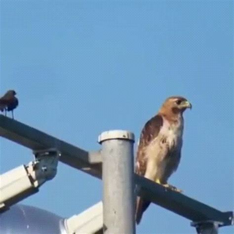 Not A Single Fuck Was Given On Imgur