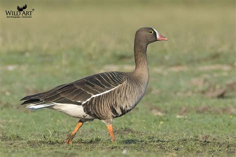 Lesser White-fronted Goose | Geese | Ducks, Geese, Swans (Anatidae) | Gallery | WildArt | Birds ...