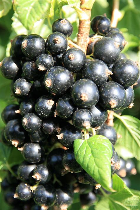 Johannisbeeren Spiess Baumschule Gartengestaltung Wahlsburg