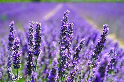 Gambar Bunga Lavender | Harian Nusantara