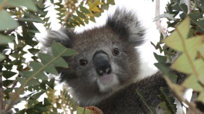 Tout ce qu il faut savoir sur le koala emblème de l Australie Femme