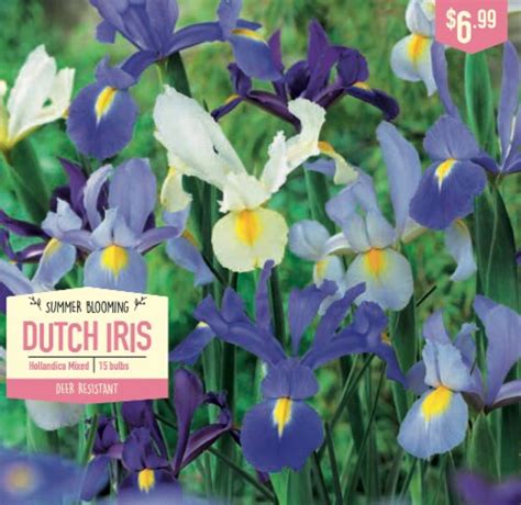 Garden State Bulb Summer Blooming Dutch Iris Hollandica Mixed Ct