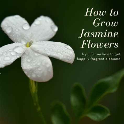 How to Grow Jasmine Flowers - HubPages