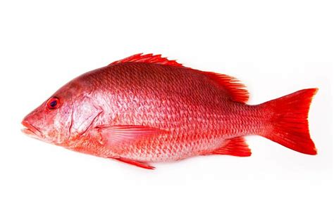 Red Snapper (Pargo Rojo)