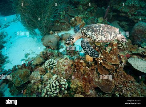 Atlantic Hawksbill Turtle Eretmochelys Imbricata Imbricata Swimming Over A Tropical Coral Reef