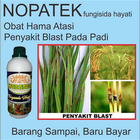 Jual NOPATEK Obat Hama Padi Atasi Penyakit Blast Pada Padi Paling