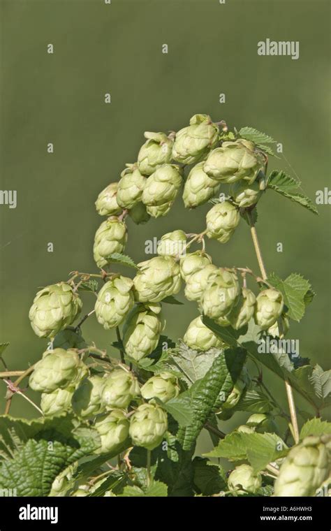 Common Hop Humulus Lupulus Stock Photo Alamy