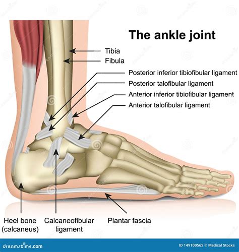 The Ankle Joint Tendons Of The Ankle Joint Foot Anatomy Vector Illustration Stock Vector