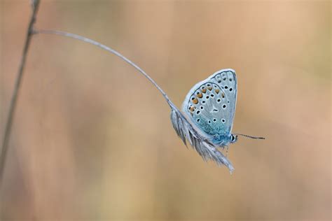 Vroege Vogels Foto Geleedpotigen Icarus Blauwtje