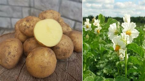 Картофель Метеор: характеристики и описание сорта, вкусовые качества ...