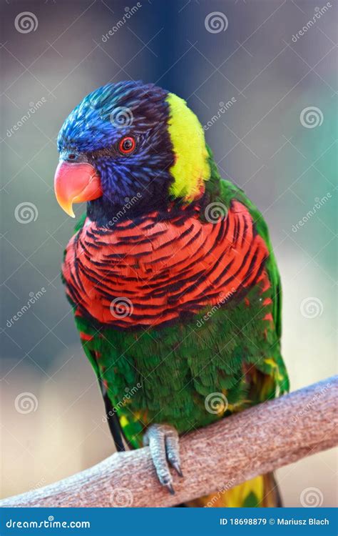 Rainbow Lorikeet Stock Image Image Of Cute Ararauna 18698879