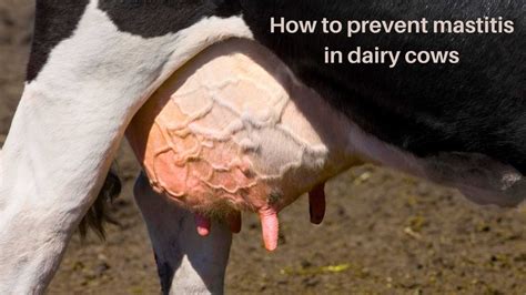 How To Prevent Mastitis In Dairy Cows Tips For Healthier Herds