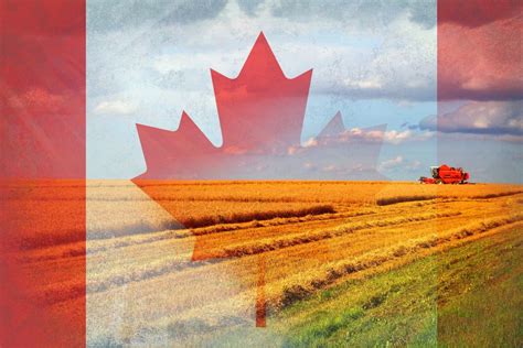 Canada Agri Food Pilot Program All You Need To Know