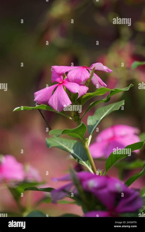 Catharanthus Roseus Bright Eyes Cape Periwinkle Graveyard Plant