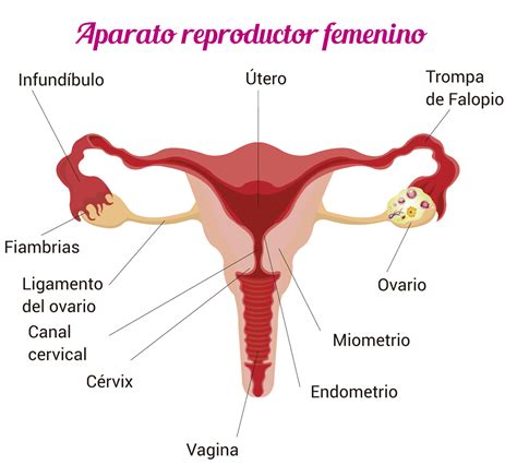 Aparato Reproductor Femenino Interno