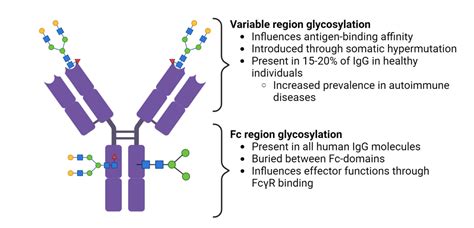 The Basics Of Protein And Antibody Glycosylation Rapid Novor