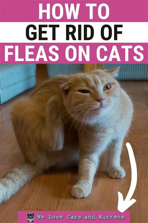 How To Tell If Your Cat Has Fleas 10 Telltale Signs Cat Fleas Cat