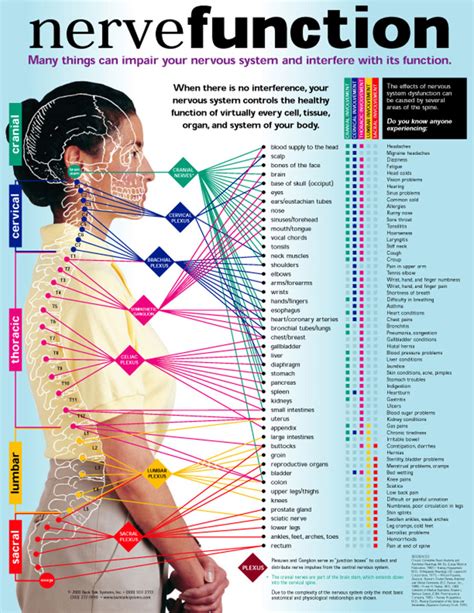 Chiropractic Adjustment Diagram