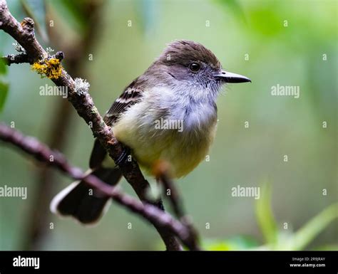 A Pale Edged Flycatcher Myiarchus Cephalotes Perched On A Branch