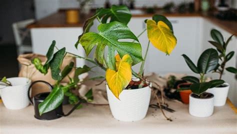 How Do You Fix Over Fertilizing Plants A Basic Guideline