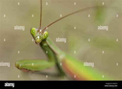 Praying mantis eyes hi-res stock photography and images - Alamy