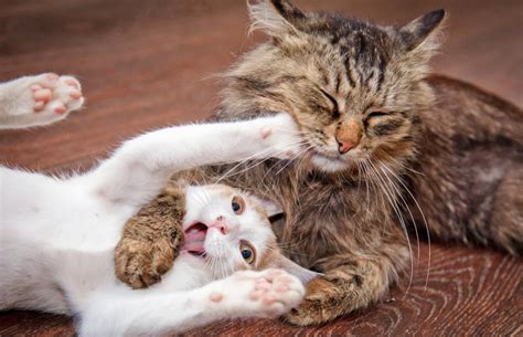 Are Your Cats Fighting Or Playing Scientists Analysed Cat Videos To