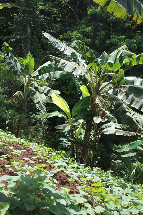 Plantains Sweet Potatoes Yams And Malanga Intercropped The