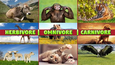 Herbivore Carnivore Omnivore Animals For Kids Youtube