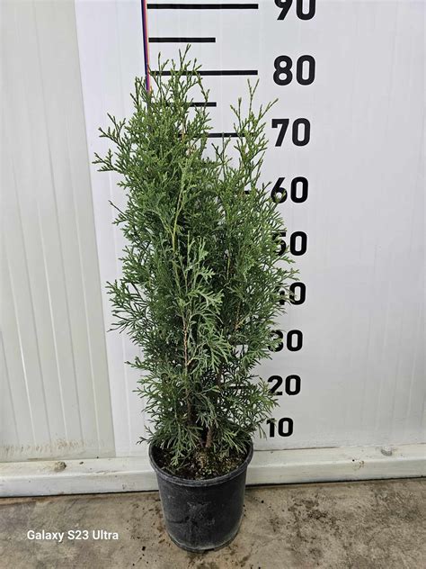 Западна туя Фастигиата Thuja Occidentalis Fastigiata Nedan Plant