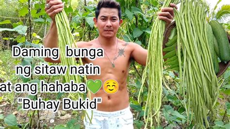 Pangalawang Harvest Ng Sitaw Natin Buhaybukid Organic Vegetable Farming