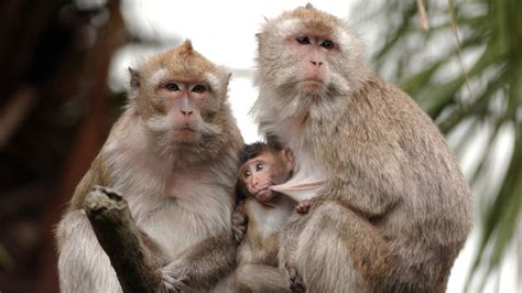Genetically Modified Monkeys Show Signs Of Autism In Scientific