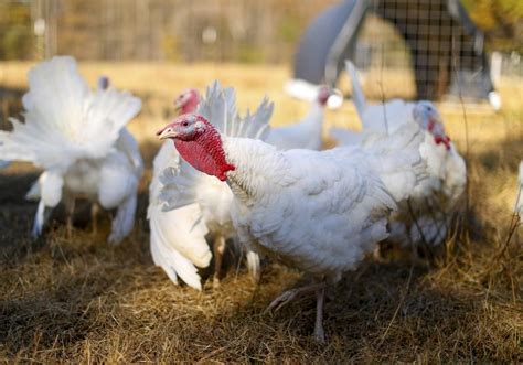 US CDC Warns Of Multi State Salmonella Outbreak Linked To Backyard Poultry