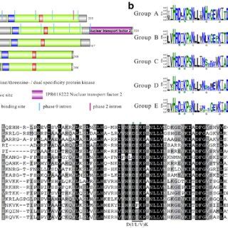 Gene Structure And Sequence Features Of Conserved MAPKK Genes A Gene